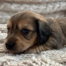 Orange Boy - Cream male Dachshund puppy in Mesa, Arizona from Ruby Desert Doxies