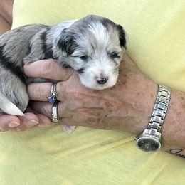 Joyce - Aussiedoodle puppy in Columbus, Ohio from FamilyOodles