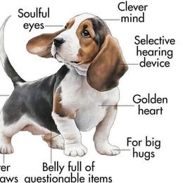 Coming Soon - Basset Hound