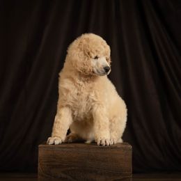 Poodle Puppies from Setting the Standard Poodles