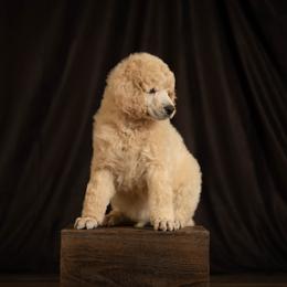Poodle Puppies from Setting the Standard Poodles