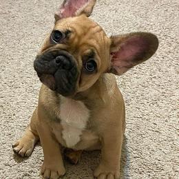 French Bulldog Puppies from Von Bales French Bulldogs