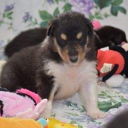 Tri-color Male - Black white and tan male Collie puppy in Danville, Pennsylvania from Brookwood Collies, Smooth & Rough