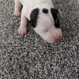 Spot head - Tri-colored male Parson Russell Terrier puppy in Phelan, California from Elite Parson Russells