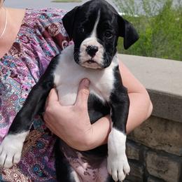 Jax - Brindle male Boxer puppy in Cannon Falls, Minnesota from Pattys Boxers and Bulldogs