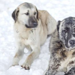 Anatolian Shepherd Dogs from Crazy-Joy
