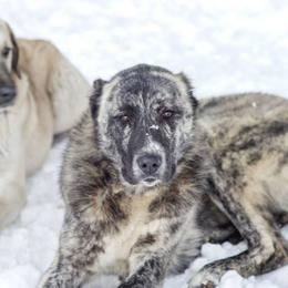 Anatolian Shepherd Dogs from Crazy-Joy