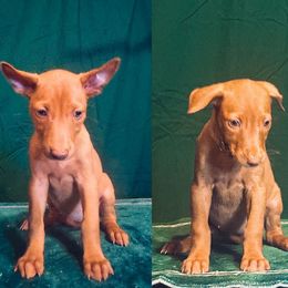 Sonic x Surf female puppy - Red golden female Pharaoh Hound puppy in Vancouver, Washington from Nefer-Temu Pharaoh Hounds
