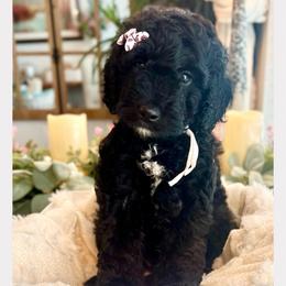 LADY VIOLET - Black female Goldendoodle puppy in Houston, Texas from Pia’s Doodle Poodle Wag