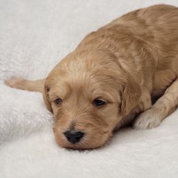 Goldendoodle Puppies from Lake Village Doodles