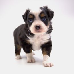 Bently - Black tri Toy Australian Shepherd puppy in Hamilton, Montana from Bitterroot Toy Aussies