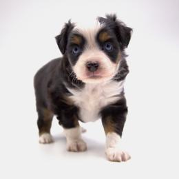 Bently - Black tri Toy Australian Shepherd puppy in Hamilton, Montana from Bitterroot Toy Aussies