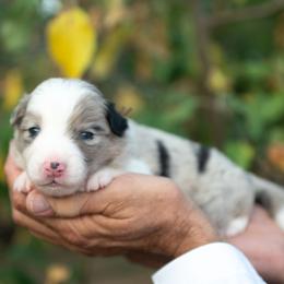 Miles - Blue merle male Border Collie puppy in Conway, Missouri from 2J 2K Border Collies | Maremma Sheepdogs