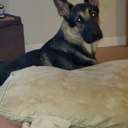 German Shepherd Puppies from Sandy’s Shepherds