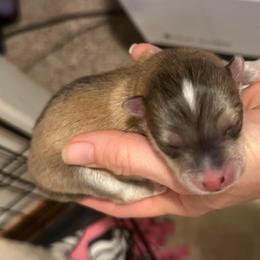 Ringo - Wolf sable male Pomsky puppy in Marshall, Minnesota from Miles of Smiles Pomskies