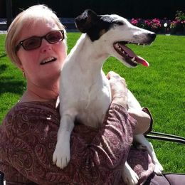 Harriers and Smooth Fox Terriers from Sheez-Beez Kennel