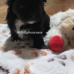 Girl3 - Black female Havanese puppy in Batesville, Arkansas from Hillbilly Havanese