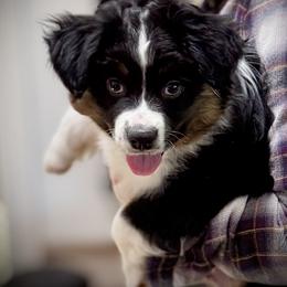 Vault - Black tri male Miniature American Shepherd puppy in Spring Valley, California from Trifecta Miniature American Shepherds