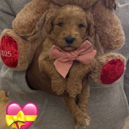Pecan - Red  female Goldendoodle puppy in Richmond, Texas from Harper’s Heartbeats