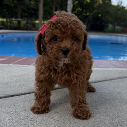 Monique - Red  female Goldendoodle puppy in Mint Hill, North Carolina from DoodleForever