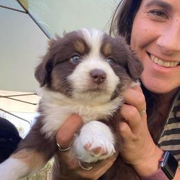 Brownie - Red tri female Miniature Australian Shepherd puppy in Sonora, California from Quarle Ranch Mini Aussies