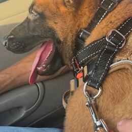 Alf - Mahogany male Belgian Malinois puppy in China Spring, Texas from Childress Creek Kennels