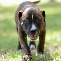 Dum Dum - Brown brindle male American Staffordshire Terrier puppy in St. Augustine, Florida from LBK & Ancient City