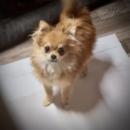 Companion Cross puppies from Heartland Pomeranians and Chihuahuas
