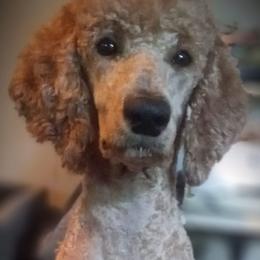 Poodles from Samantha's Poodles