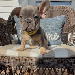 Dachshund and French Bulldog Puppies from Bad to the Bone French Bullies