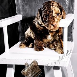 Cockapoo Puppies from Royal Cockapoo Playhouse