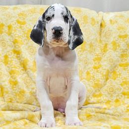 Ronin 3 - Mantle merle male Great Dane puppy in Castle Rock, Washington from Uber Alles Great Danes