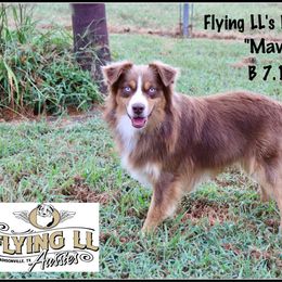 Flying LL’s Red Top Gun - Red tri male Miniature Australian Shepherd puppy in Madisonville, Texas from Flying LL Aussies