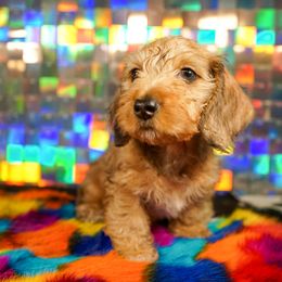 American Corgi, Dachshund, and Pembroke Welsh Corgi Puppies from Shining A Lowriders & Co.