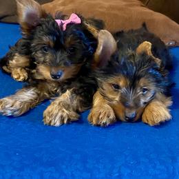 Yorkshire Terrier Puppies from Cutest AKC AZ Yorkies
