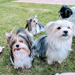 Biewer Terrier Puppies from Imperial BabyDoll Biewers