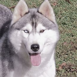 Siberian Husky All Grown Up from Shawna Wells
