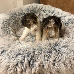 Boy 2 - White black and tan male Wire Fox Terrier puppy in Acton, Massachusetts from Far Echo Fox Terriers