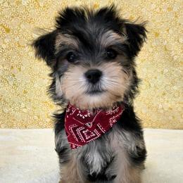 Banks - Black & tan tri-color male Morkie puppy in Monticello, Iowa from Ashley’s Puppies