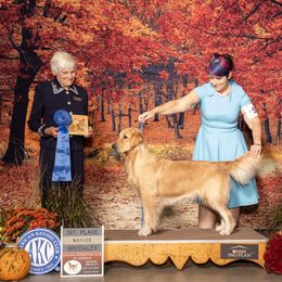 Fritter - Golden Retriever