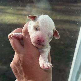 Boy 2 - Cream male Aussiedoodle puppy in Mtn Rest, South Carolina from Stocktons Doxies & Doodles