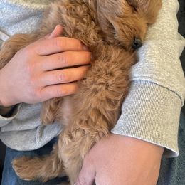 Goldendoodle Puppies from Mini Goldendoodles of New England