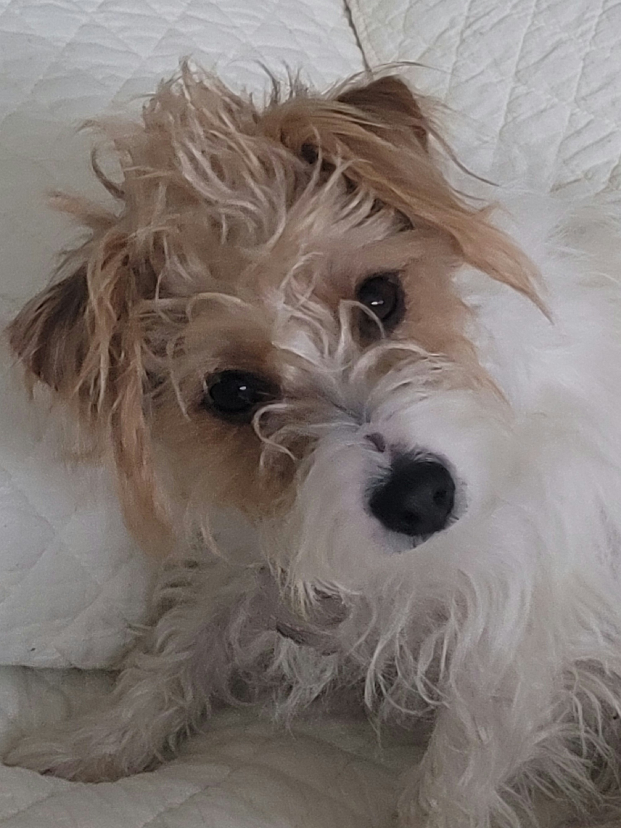 Furgie - Russell Terrier
