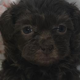 Shihpoos and Shih Tzus from Precious Shihpoo’s and Luxurious Shih Tzu’s
