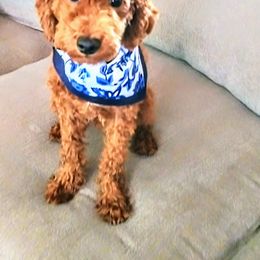 Cavapoos from GeorgiaCavapoos