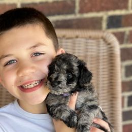 Cockapoo Puppies from Oak and Magnolia