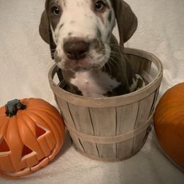 Great Dane Puppies from Guilty Pleasure Great Danes