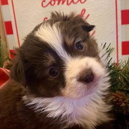 Miniature Australian Shepherd Puppies from Windy Hills Mini Aussies