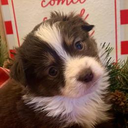 Miniature Australian Shepherd Puppies from Windy Hills Mini Aussies