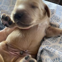 Goldendoodle Puppies from Cottage Companion Doodles